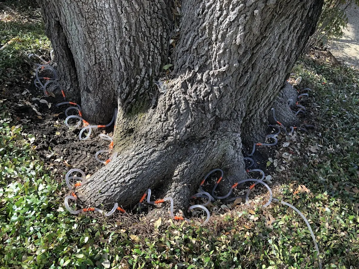 Detailed Tree Cabling and Bracing job site in Hornersville