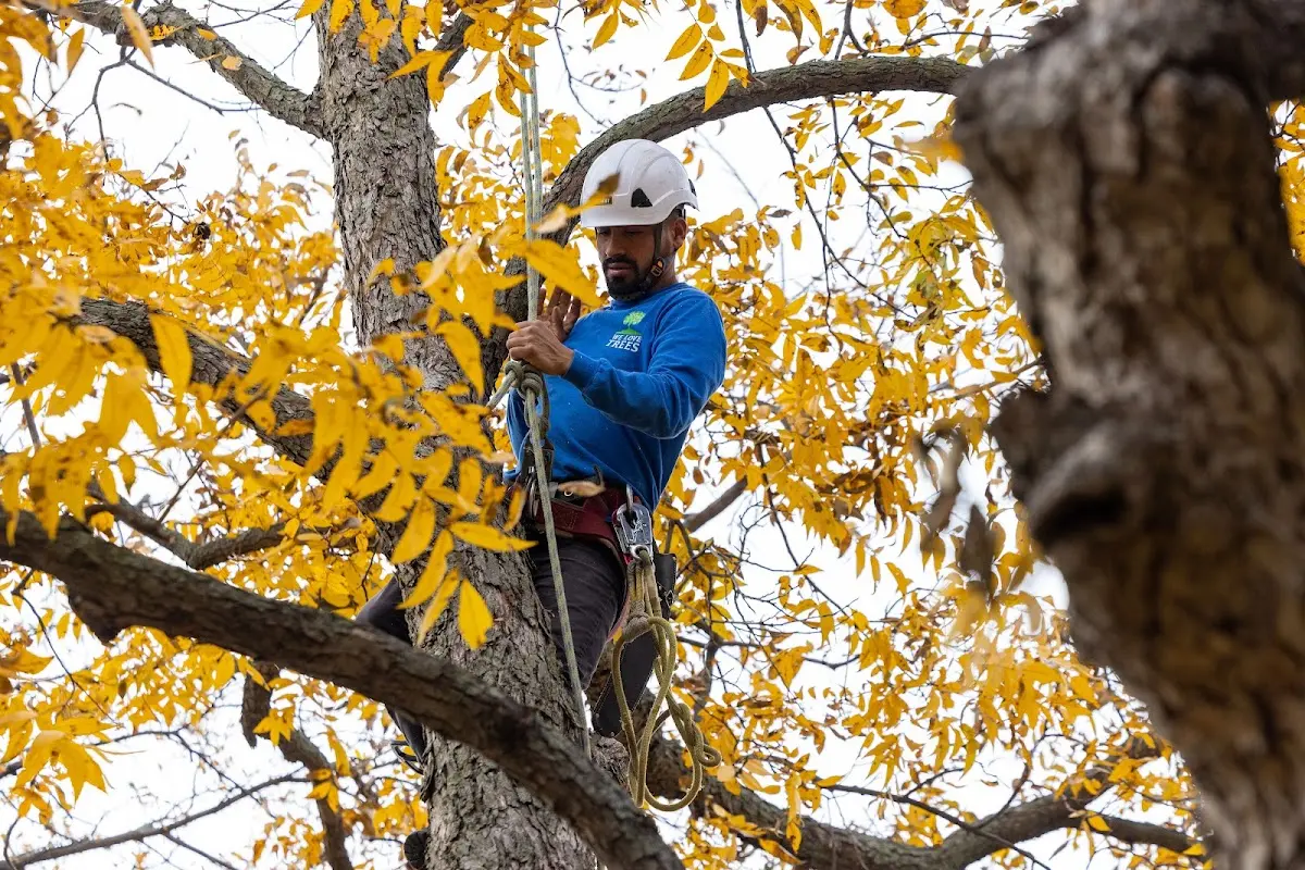 Skilled Tree Pruning crew working in Hornersville