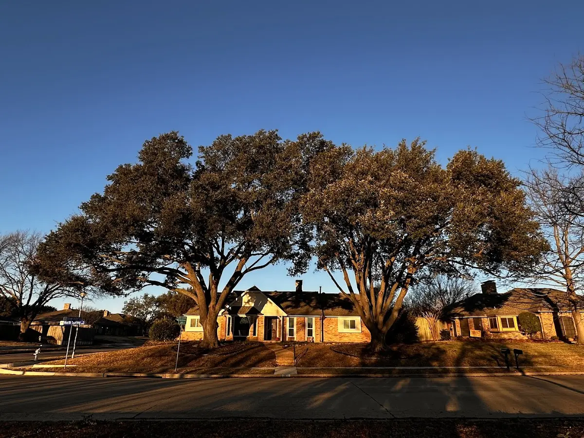 Established residential canopy tree shading a home in Hornersville
